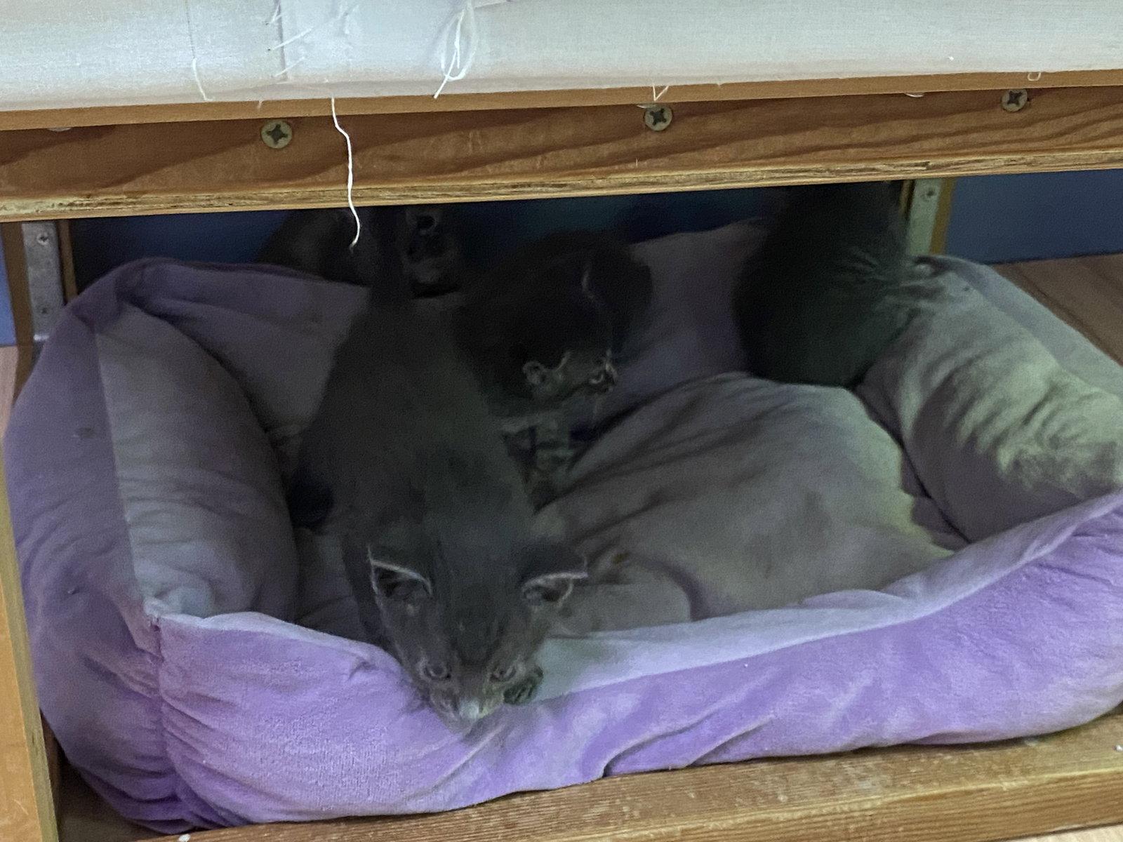 Jingleheimer, Adoptable, Young Male Domestic Short Hair.