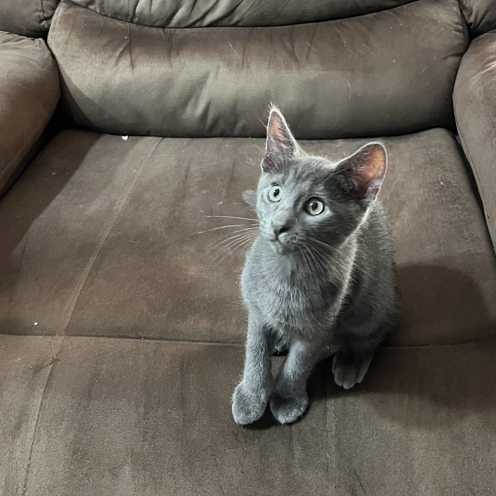 Enlarge Jingleheimer, a Adoptable Domestic Short Hair in McKinney, TX image 1/1