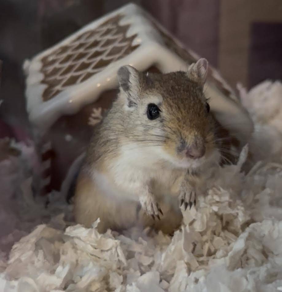 Rootbeer, ADOPTABLE, Young Male Gerbil.