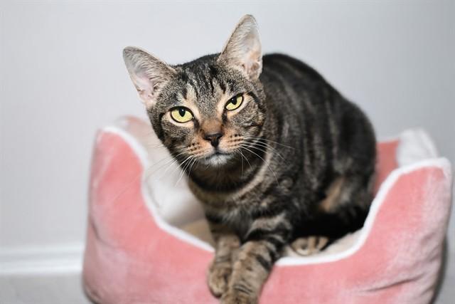 Enlarge LUNA, a Adoptable Domestic Short Hair in Fort Lauderdale, FL image 1/1