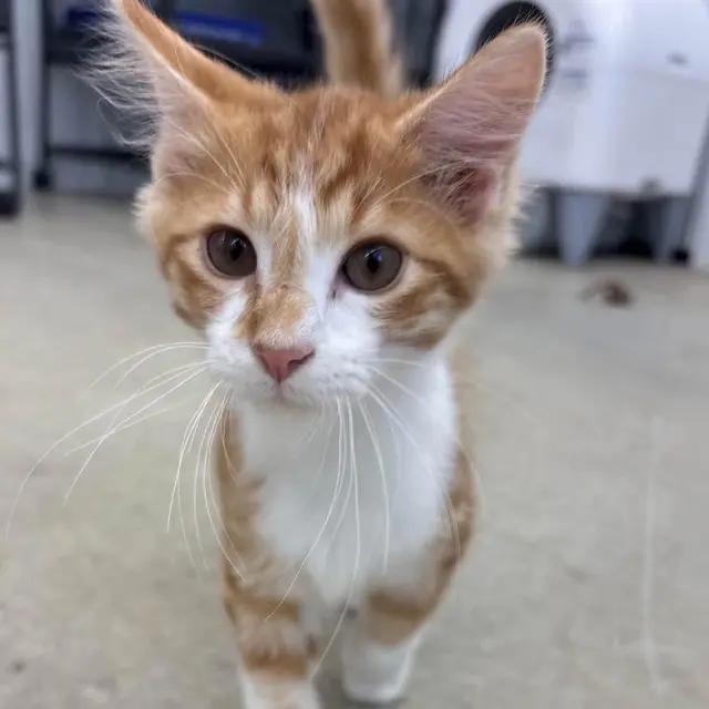 Enlarge Cosmo, a Adoptable Domestic Long Hair in Richmond, MO image 1/1
