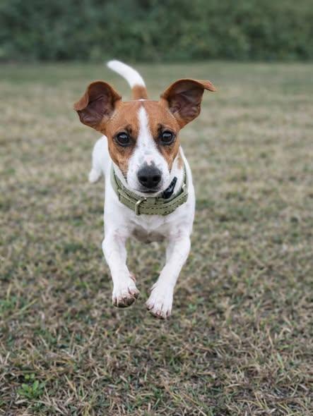 Enlarge Boone, an adopted Jack Russell Terrier in Miami, FL image 4/5
