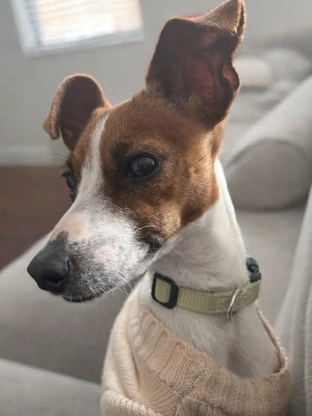 Enlarge Boone, an adopted Jack Russell Terrier in Miami, FL image 2/5