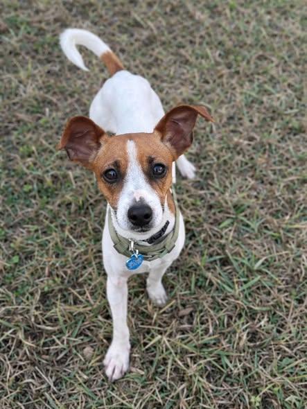 Enlarge Boone, an adopted Jack Russell Terrier in Miami, FL image 5/5