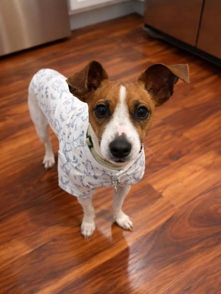 Boone, adopted, Young Male Jack Russell Terrier.