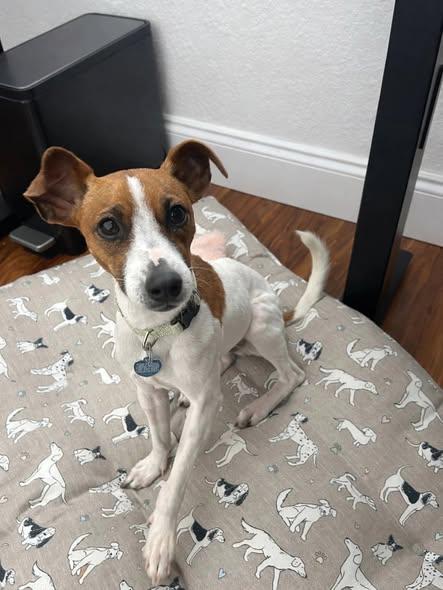 Enlarge Boone, an adopted Jack Russell Terrier in Miami, FL image 3/5