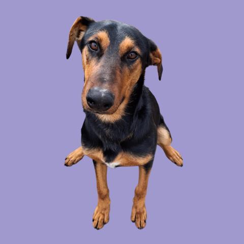 Enlarge Luna, a ADOPTABLE mixed breed in Thousand Oaks, CA image 1/1