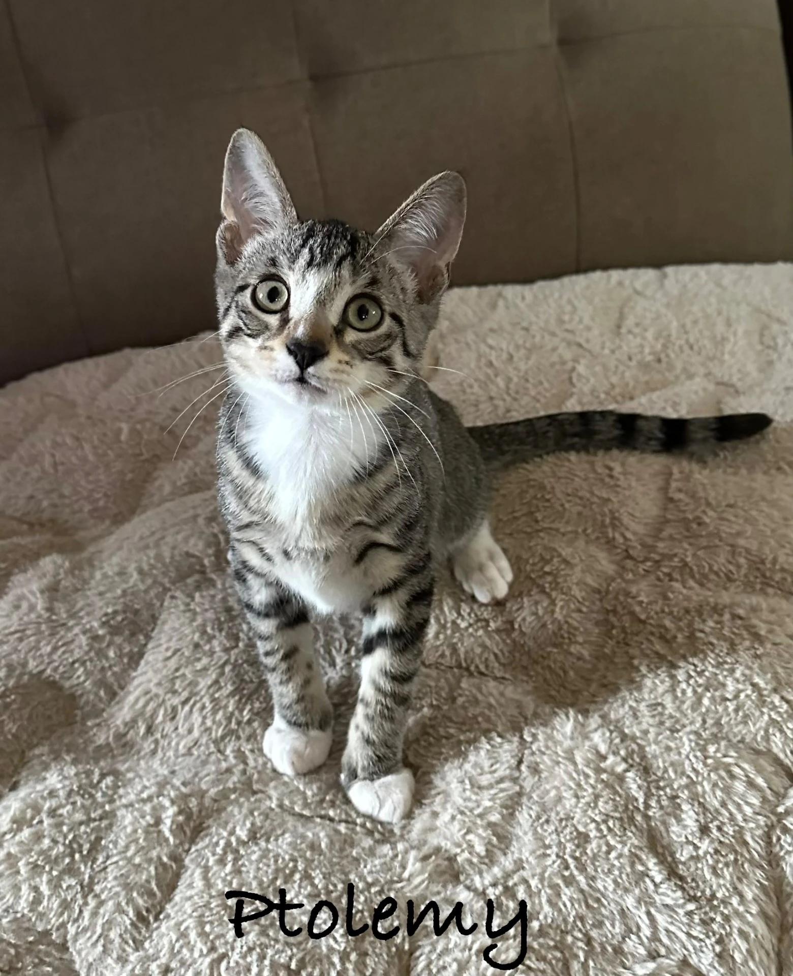 Enlarge Ptolemy, a Adoptable Domestic Short Hair in Maple Shade, NJ image 1/1