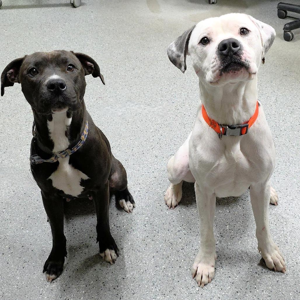 Blue, a Adoptable Pit Bull Terrier in Michigan City, IN image 1/6