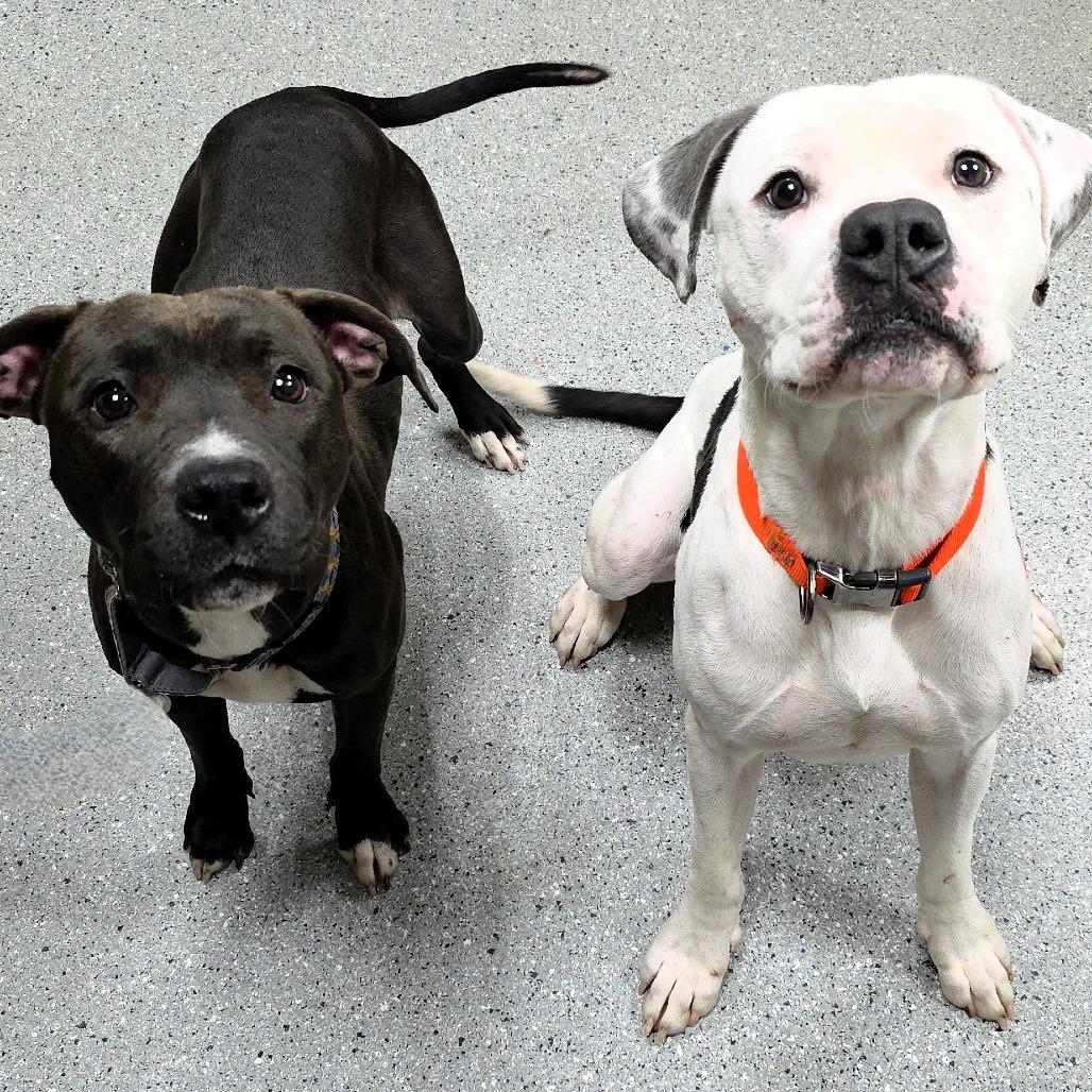 Blue, a Adoptable Pit Bull Terrier in Michigan City, IN image 2/6