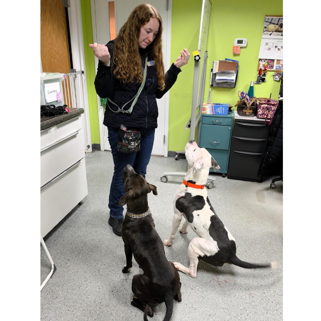 Blue, a Adoptable Pit Bull Terrier in Michigan City, IN image 3/6