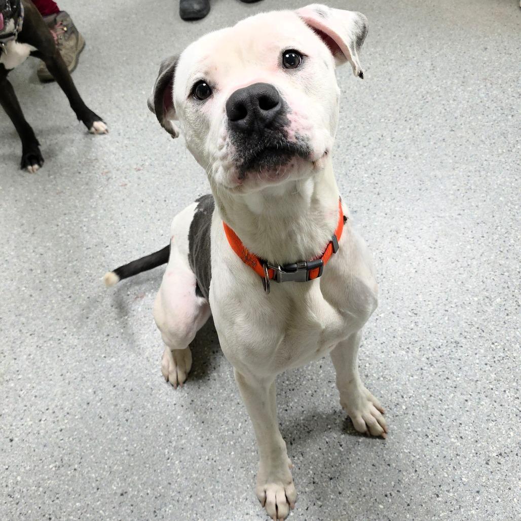 Blue, a Adoptable Pit Bull Terrier in Michigan City, IN image 4/6