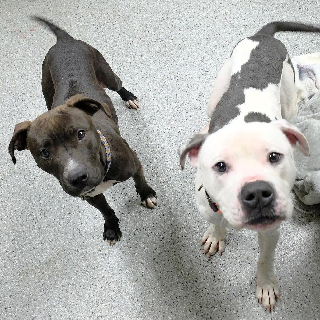 Blue, a Adoptable Pit Bull Terrier in Michigan City, IN image 5/6