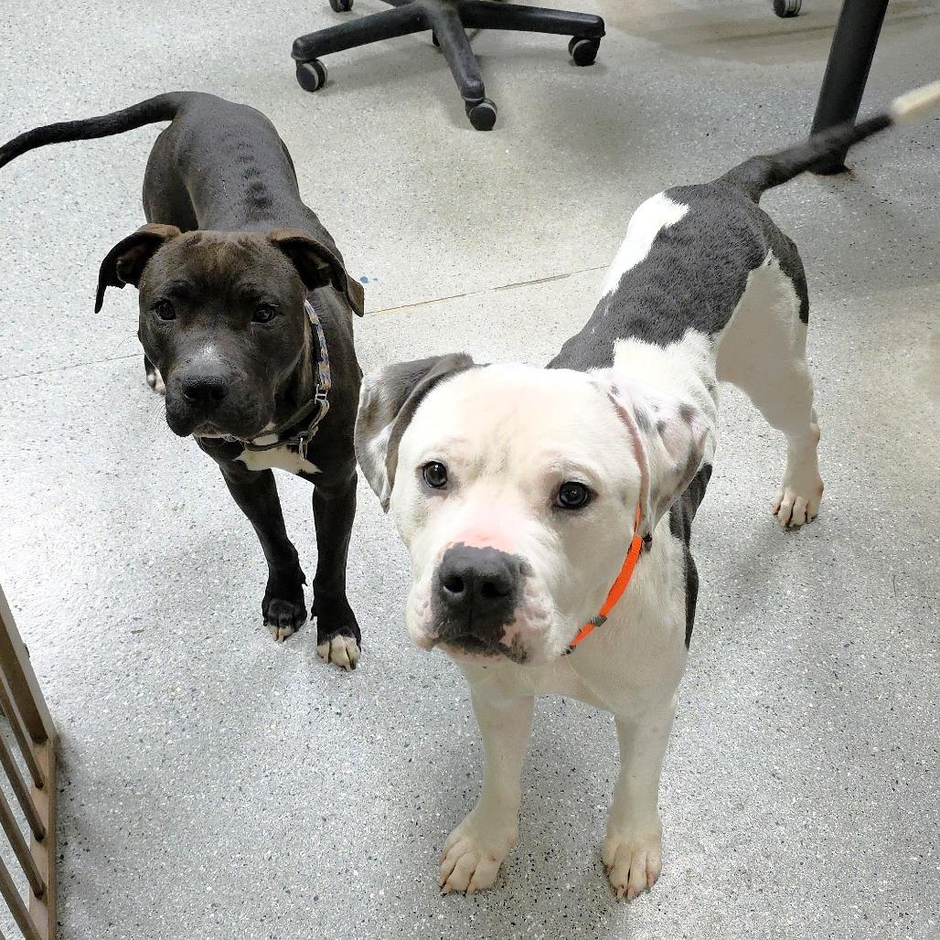 Blue, a Adoptable Pit Bull Terrier in Michigan City, IN image 6/6
