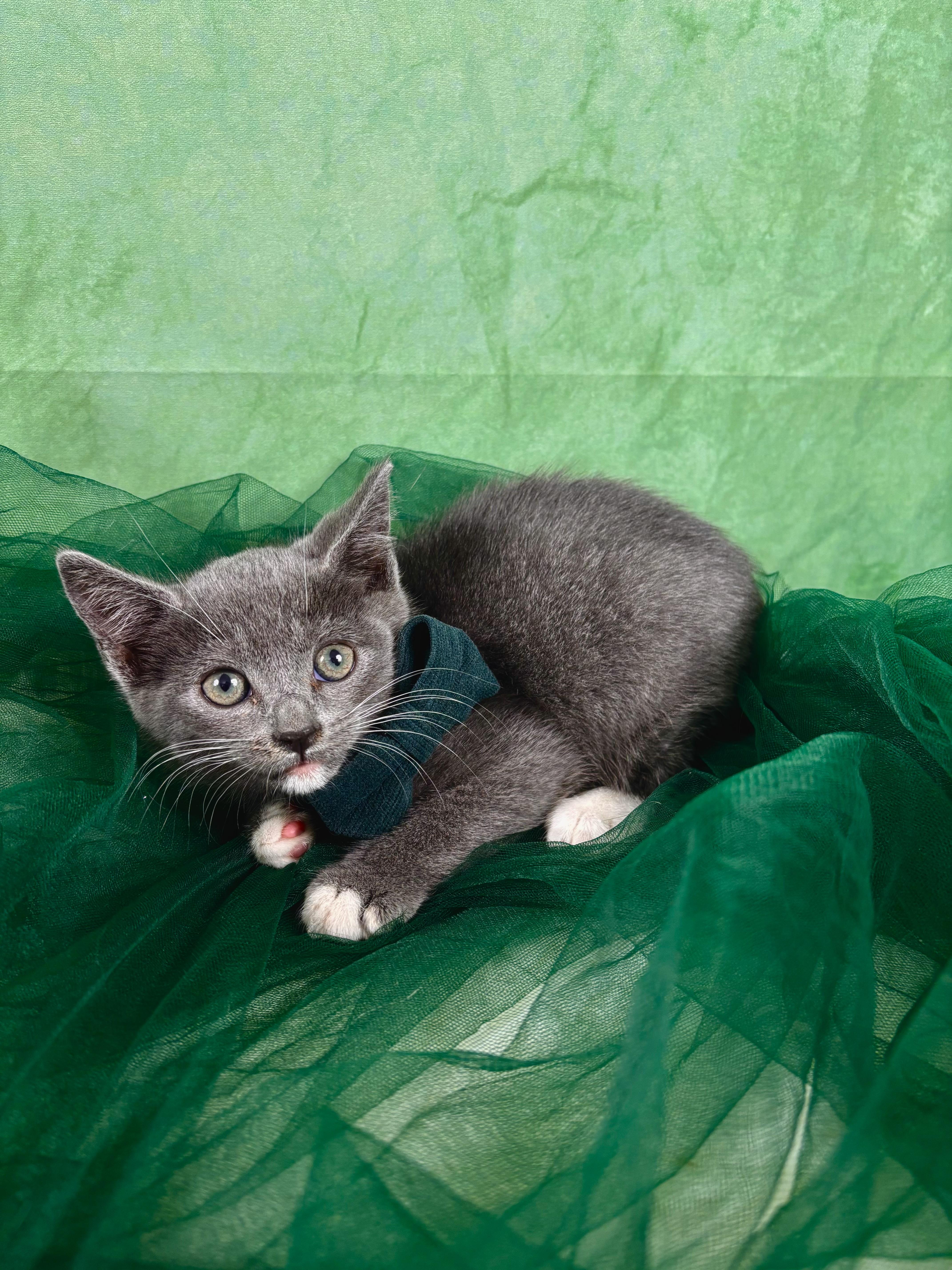Loafer , an adopted mixed breed in Webster, TX image 4/4