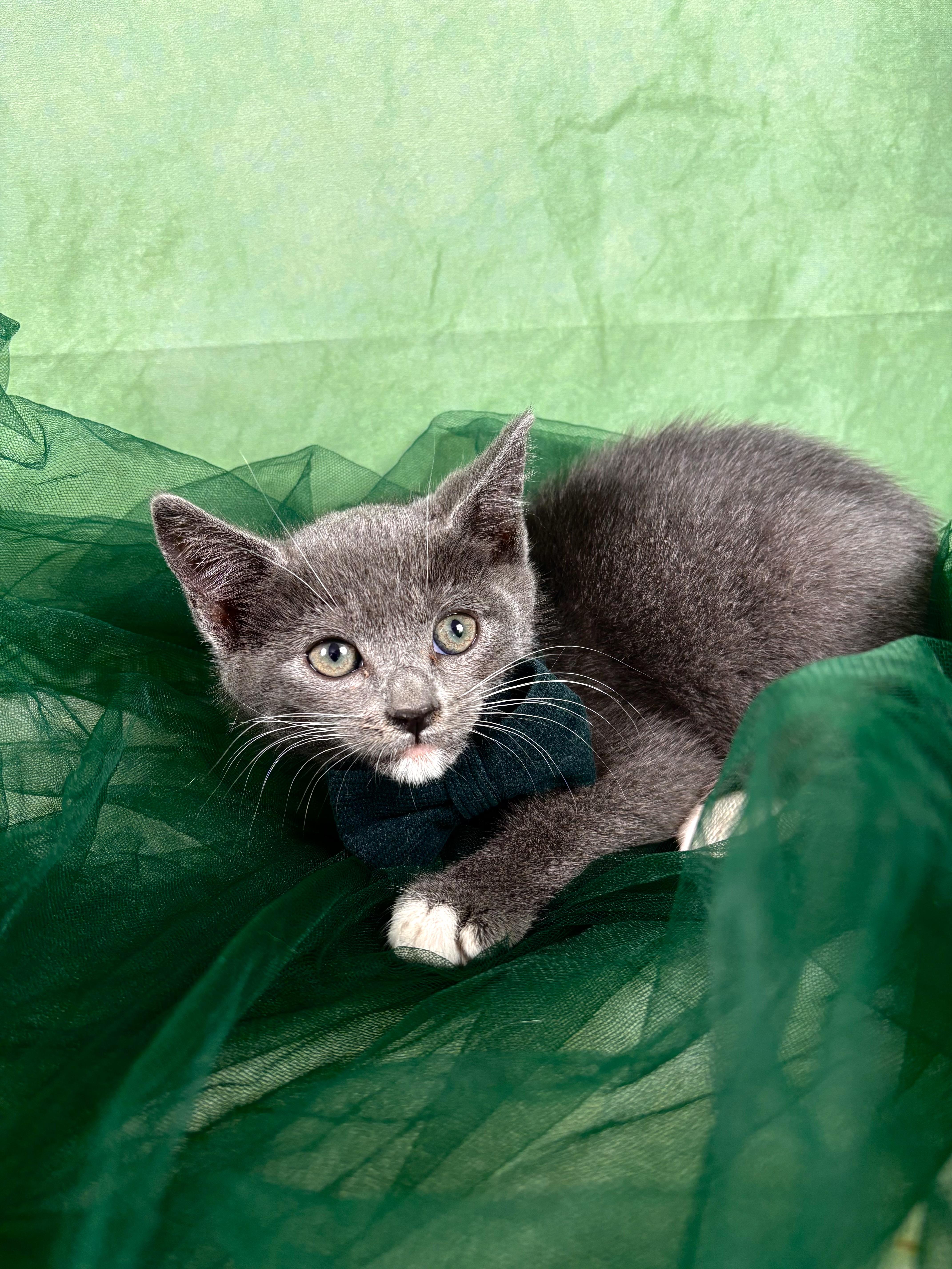 Loafer , an adopted mixed breed in Webster, TX image 1/4