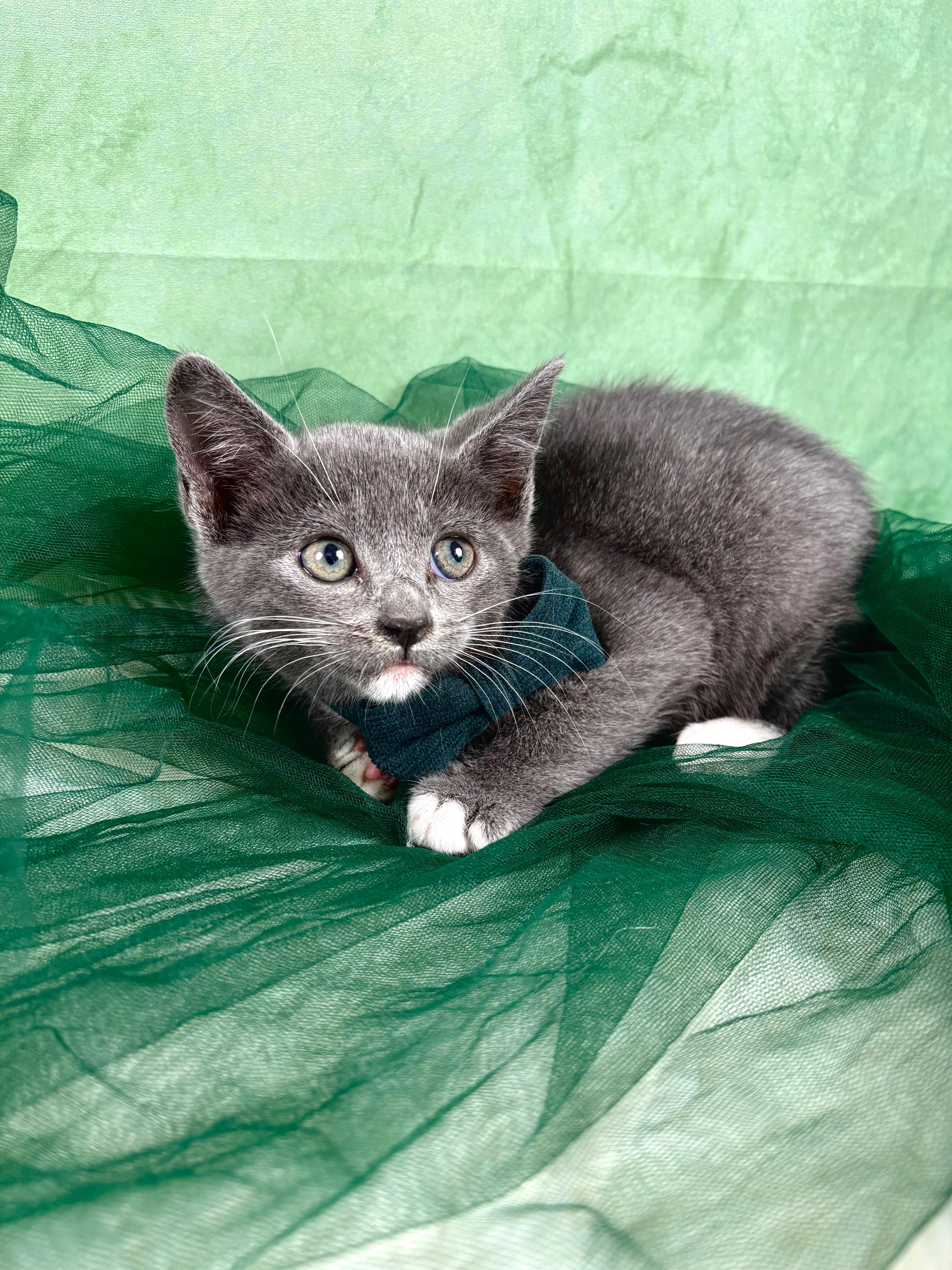 Loafer , an adopted mixed breed in Webster, TX image 2/4