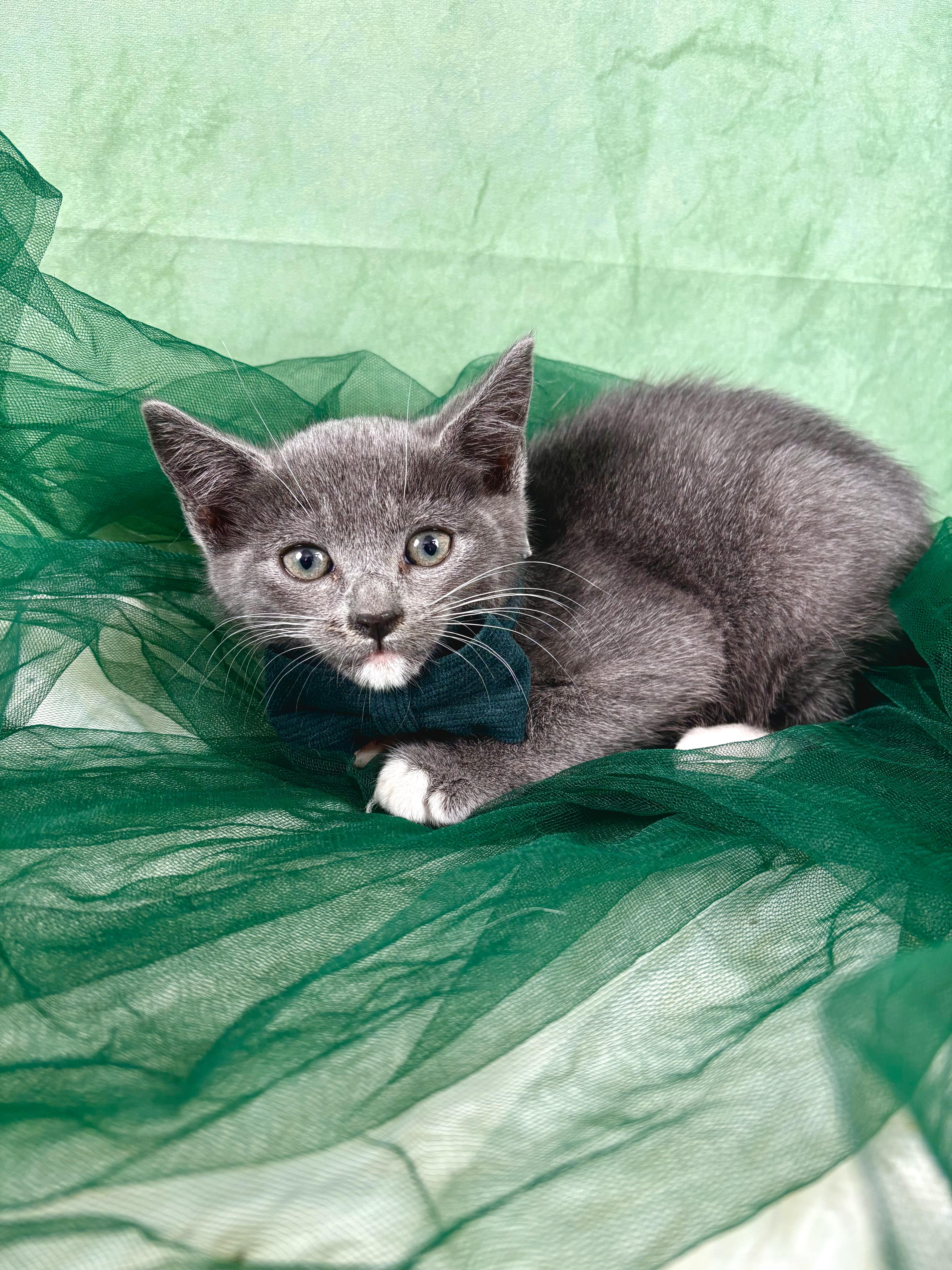 Loafer , an adopted mixed breed in Webster, TX image 3/4