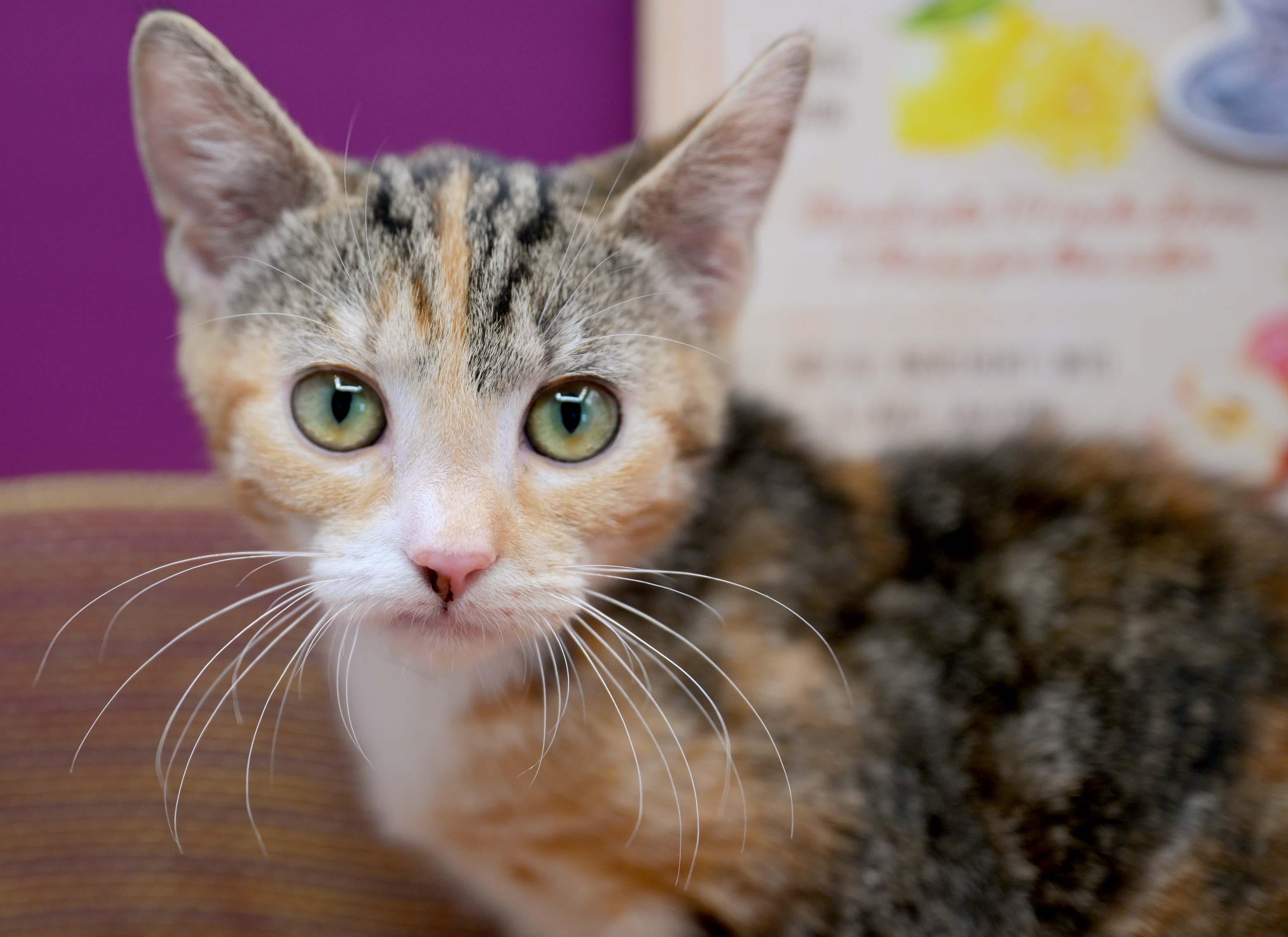 SUNSTAR, a Adoptable Calico in Graham, WA image 1/4