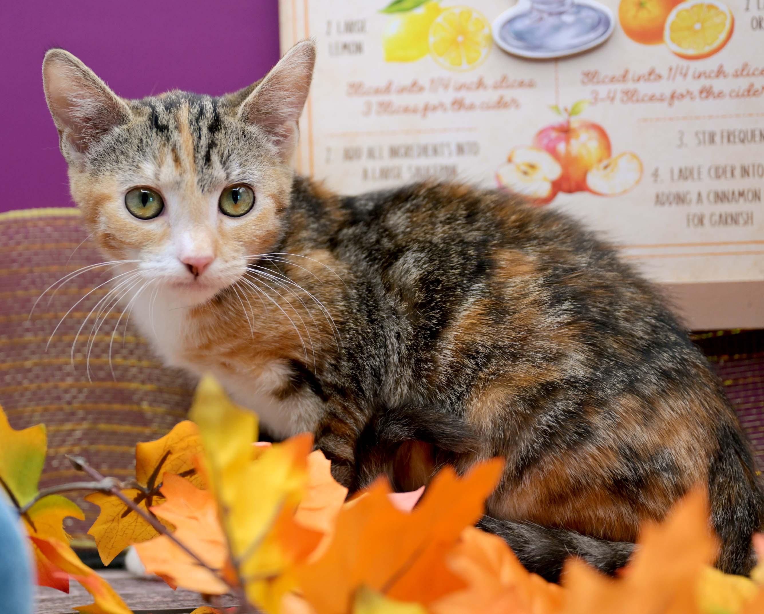 SUNSTAR, a Adoptable Calico in Graham, WA image 3/4