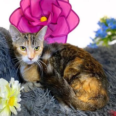 Enlarge SUNSTAR, a Adoptable Calico in Graham, WA image 3/3