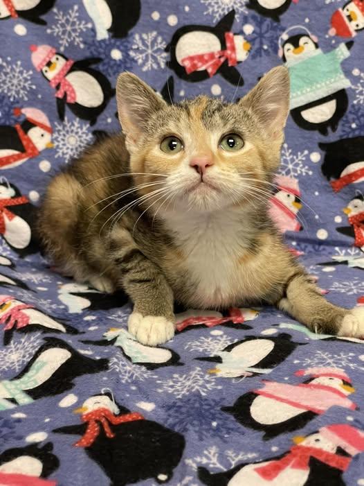 SUNSTAR, a Adoptable Calico in Graham, WA image 4/4