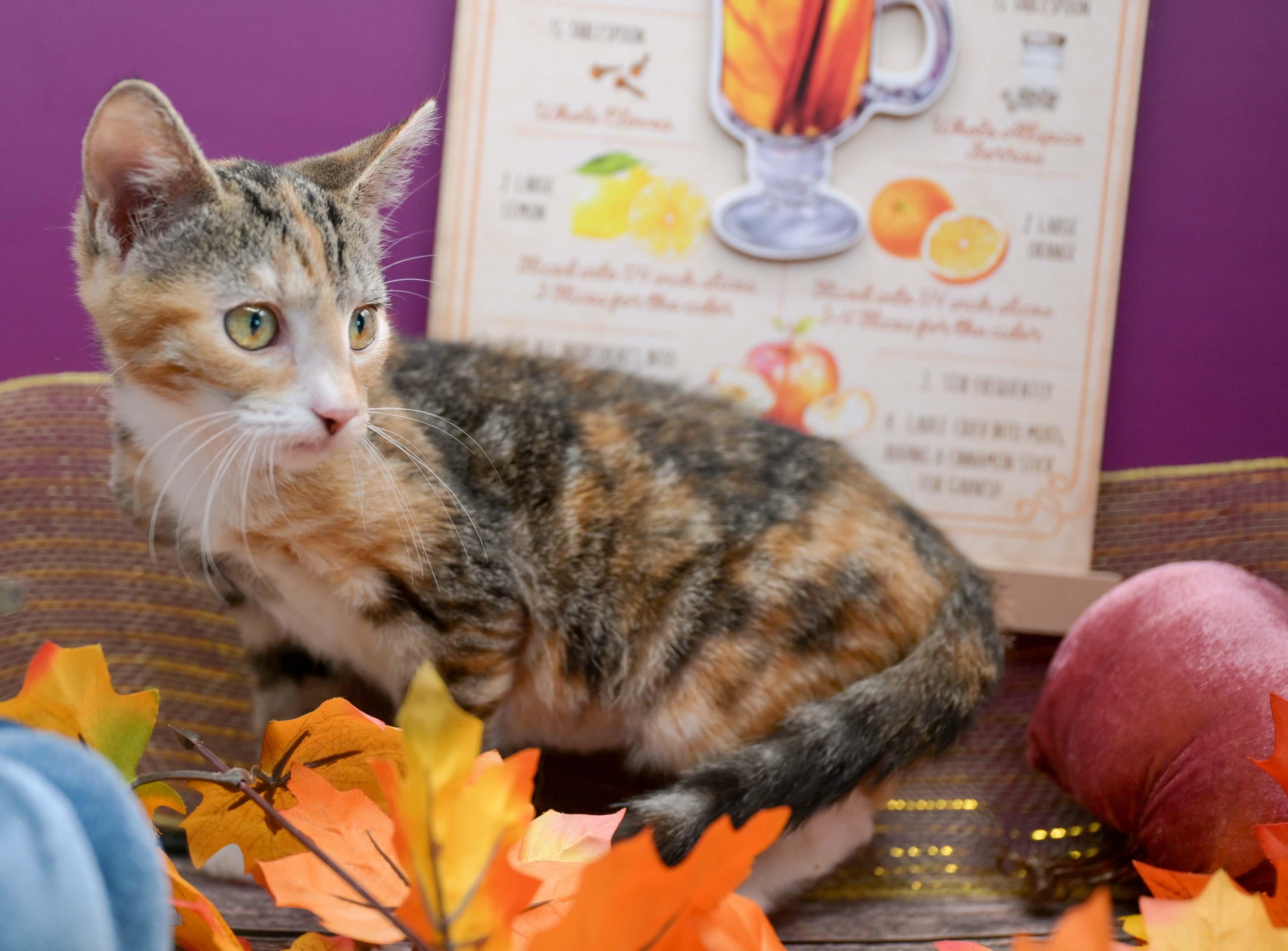 SUNSTAR, a Adoptable Calico in Graham, WA image 2/4