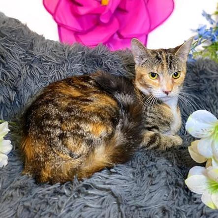 Enlarge SUNSTAR, a Adoptable Calico in Graham, WA image 2/3