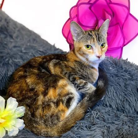 Enlarge SUNSTAR, a Adoptable Calico in Graham, WA image 1/3