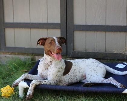 Callie, Adoptable, Adult Female American Staffordshire Terrier & Mixed Breed.