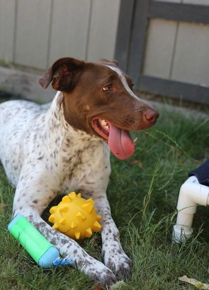 Callie, Adoptable, Adult Female American Staffordshire Terrier & Mixed Breed.