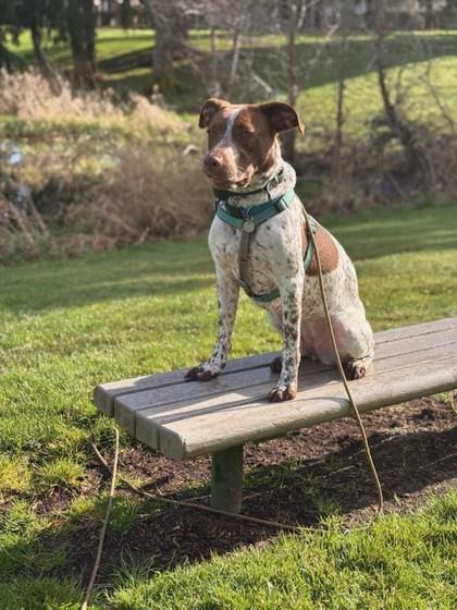 Callie, Adoptable, Adult Female American Staffordshire Terrier & Mixed Breed.