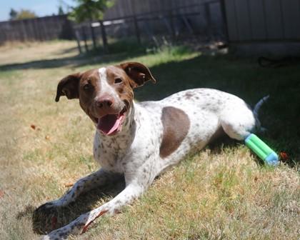 Callie, Adoptable, Adult Female Pointer & Mixed Breed.