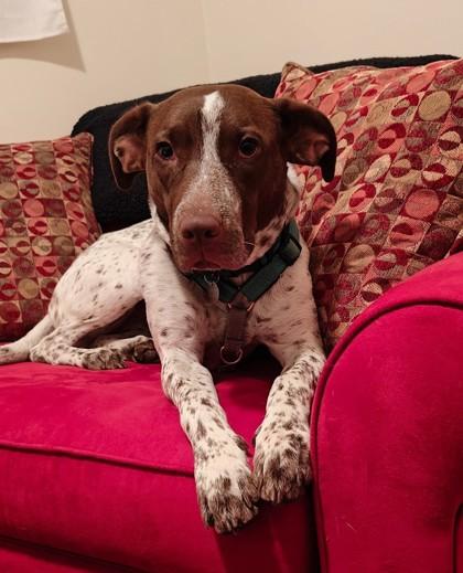 Callie, Adoptable, Adult Female American Staffordshire Terrier & Mixed Breed.