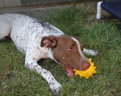 Enlarge Callie, a Adoptable mixed breed in Hillsboro, OR image 1/3