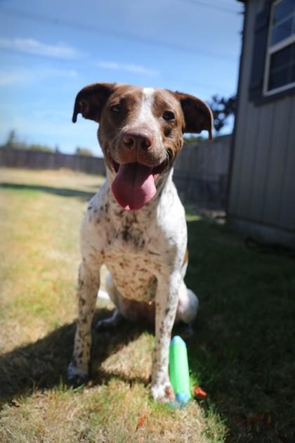Enlarge Callie, a Adoptable mixed breed in Hillsboro, OR image 2/3