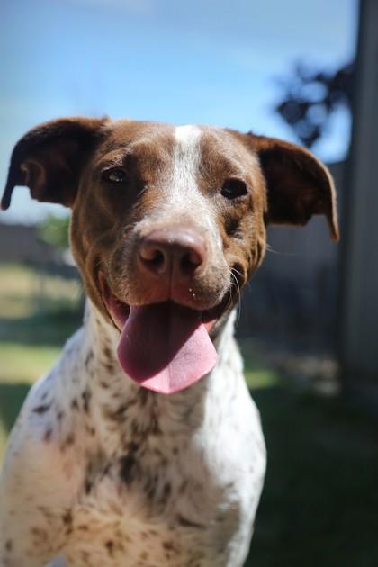 Enlarge Callie, a Adoptable mixed breed in Hillsboro, OR image 2/3