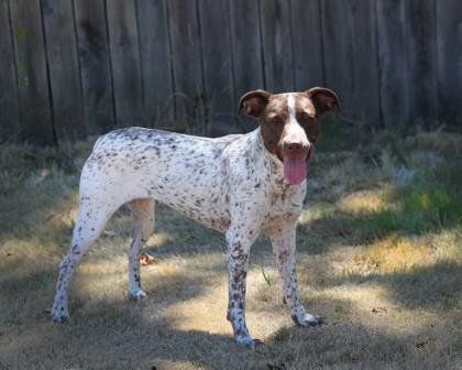 Enlarge Callie, a Adoptable mixed breed in Hillsboro, OR image 3/3