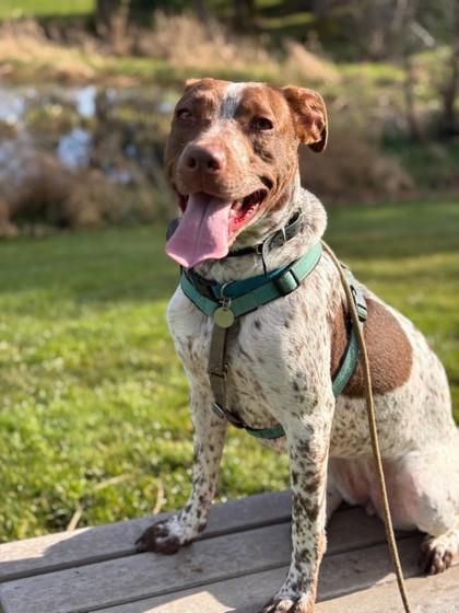 Enlarge Callie, a Adoptable mixed breed in Hillsboro, OR image 3/3