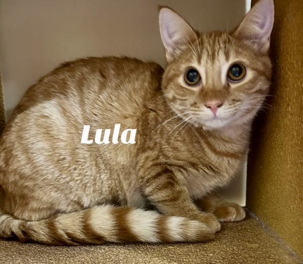 Lula, Adoptable, Young Female Domestic Short Hair.