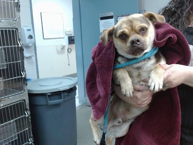NERO, Adoptable, Young Male Pug & Mixed Breed.