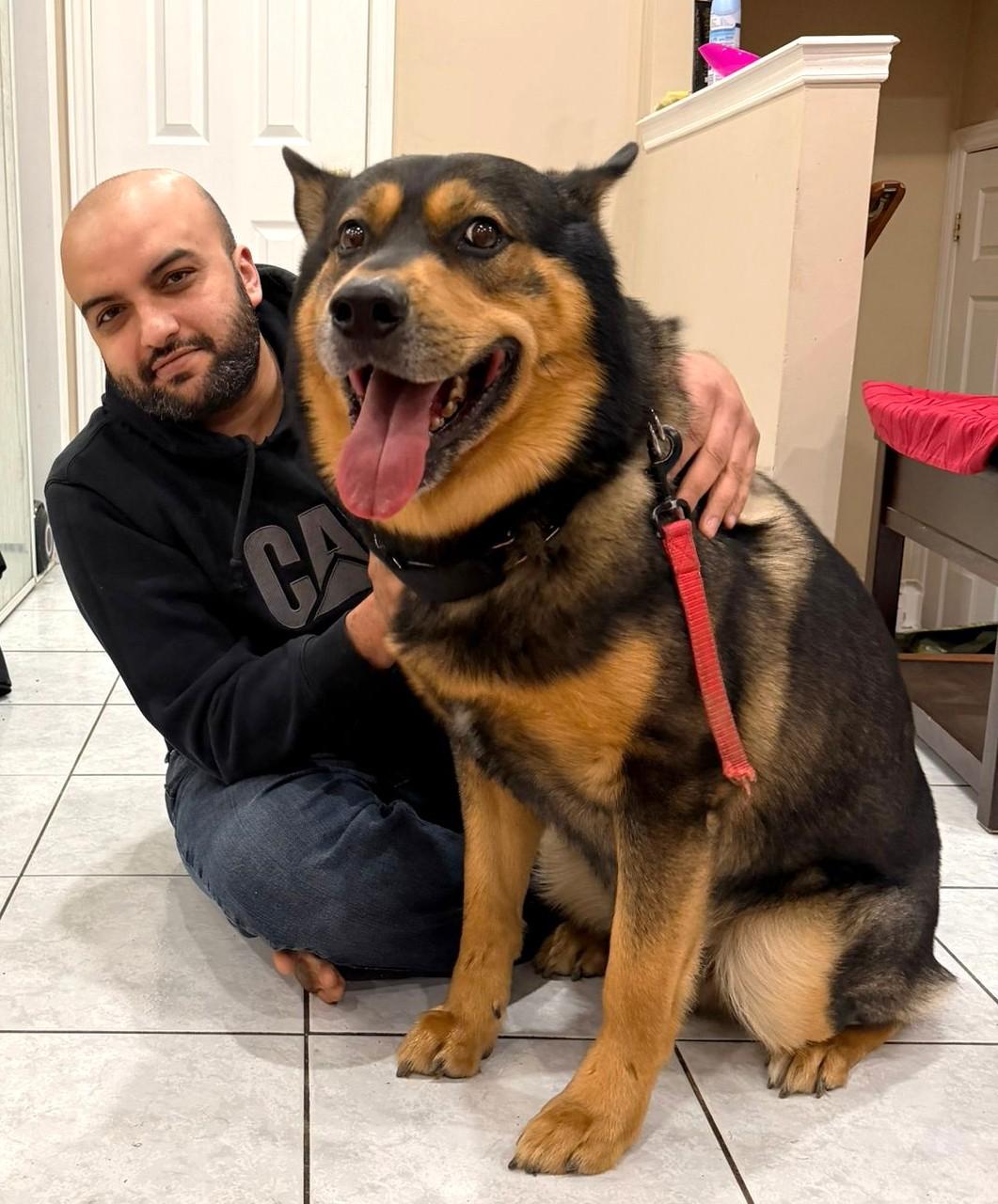 Enlarge Honey, a ADOPTABLE mixed breed in Mississauga, ON image 5/6