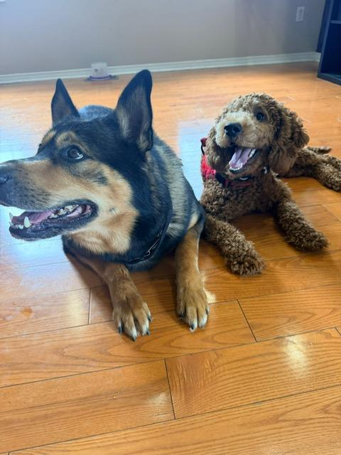 Enlarge Honey, a ADOPTABLE mixed breed in Mississauga, ON image 2/6