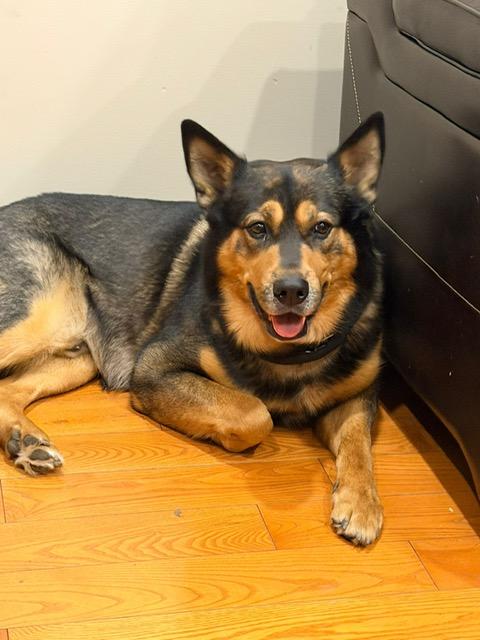 Enlarge Honey, a ADOPTABLE mixed breed in Mississauga, ON image 6/6