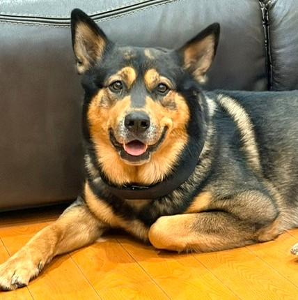 Enlarge Honey, a ADOPTABLE mixed breed in Mississauga, ON image 1/6