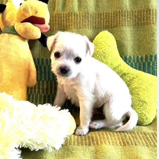 Enlarge Jilly, a ADOPTABLE mixed breed in Santa Rosa, CA image 2/2