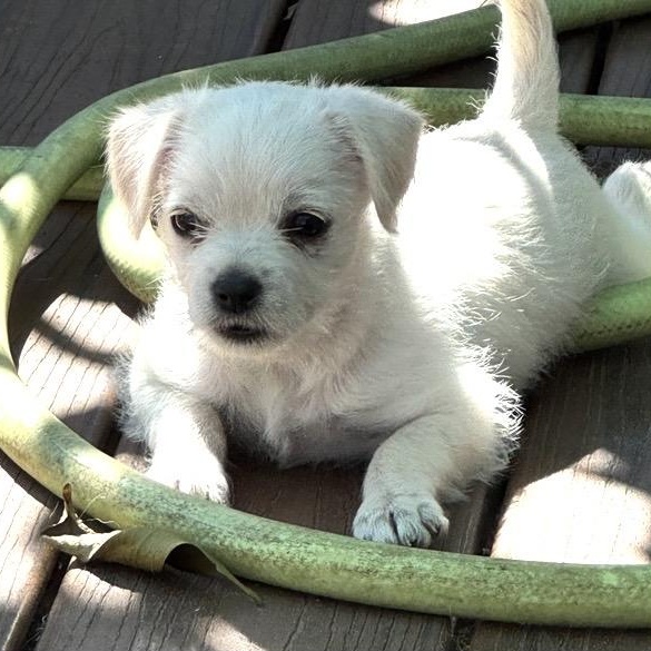 Enlarge Jilly, a ADOPTABLE mixed breed in Santa Rosa, CA image 1/2
