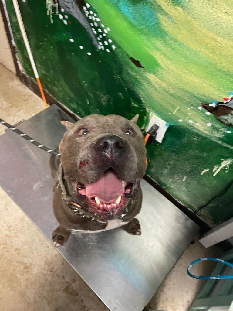 Vader, Adoptable, Young Male American Bulldog & Cane Corso.