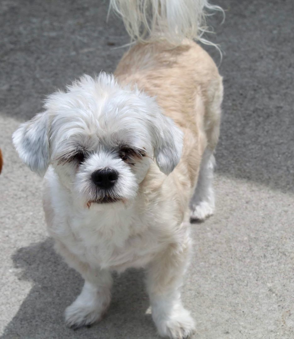 Buffy, Adopted, Adult Female Shih Tzu.