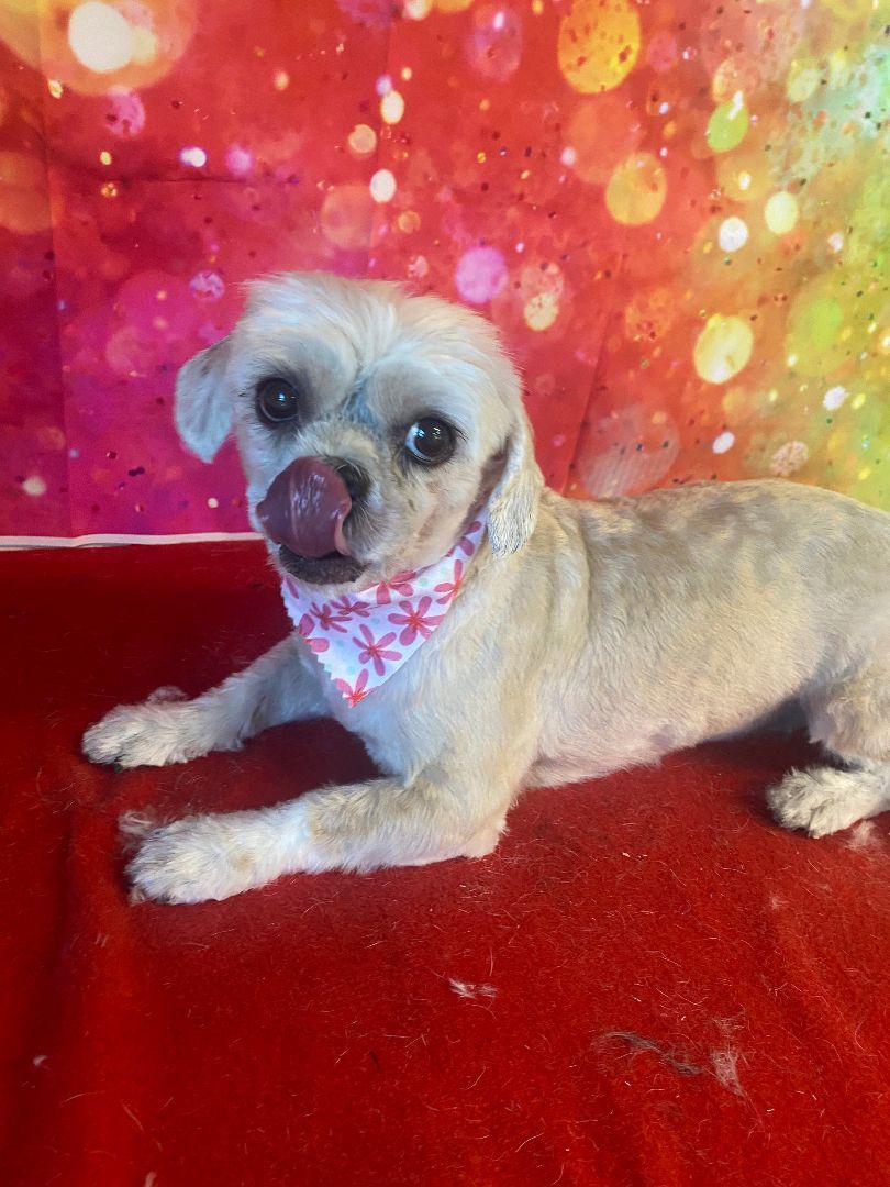Enlarge Buffy, a Adopted Shih Tzu in Moncks Corner, SC image 2/4